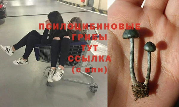 гидра Аркадак